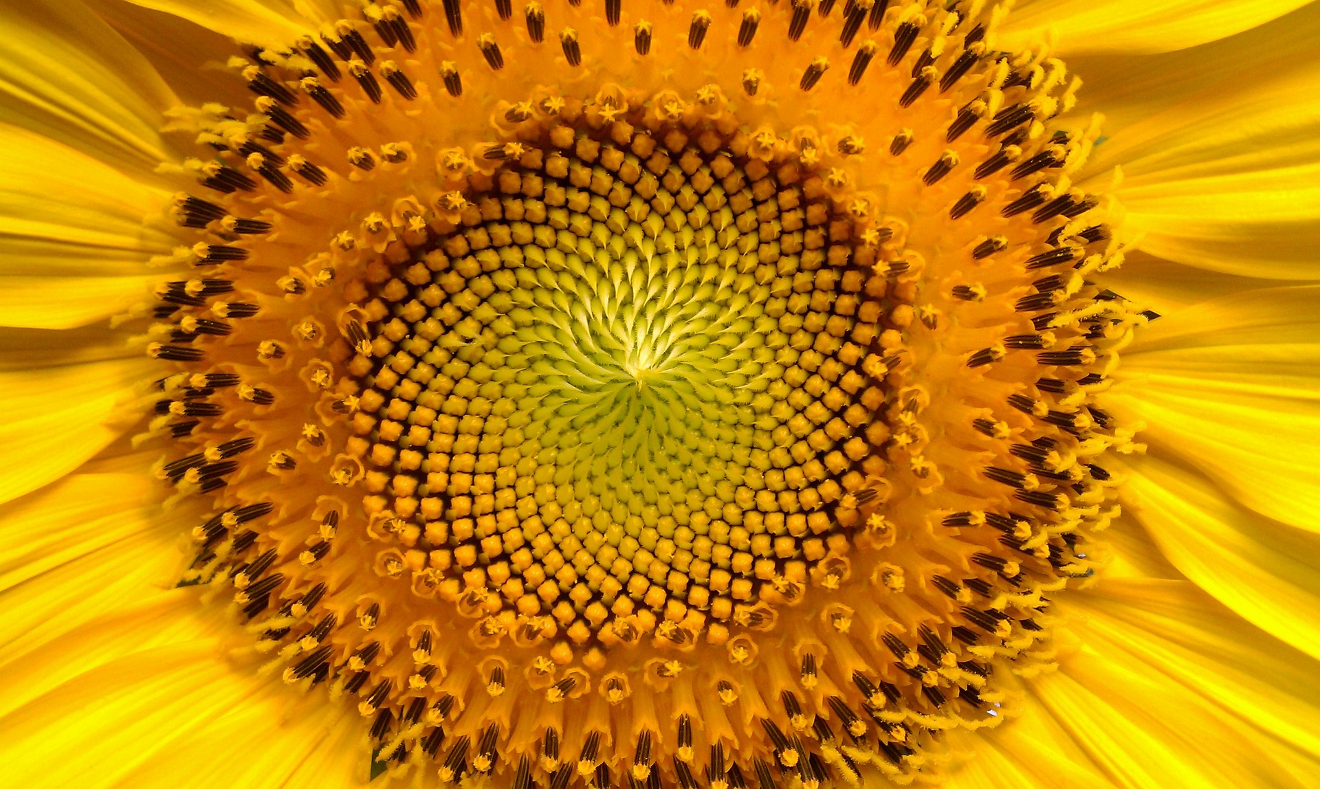 Girasol