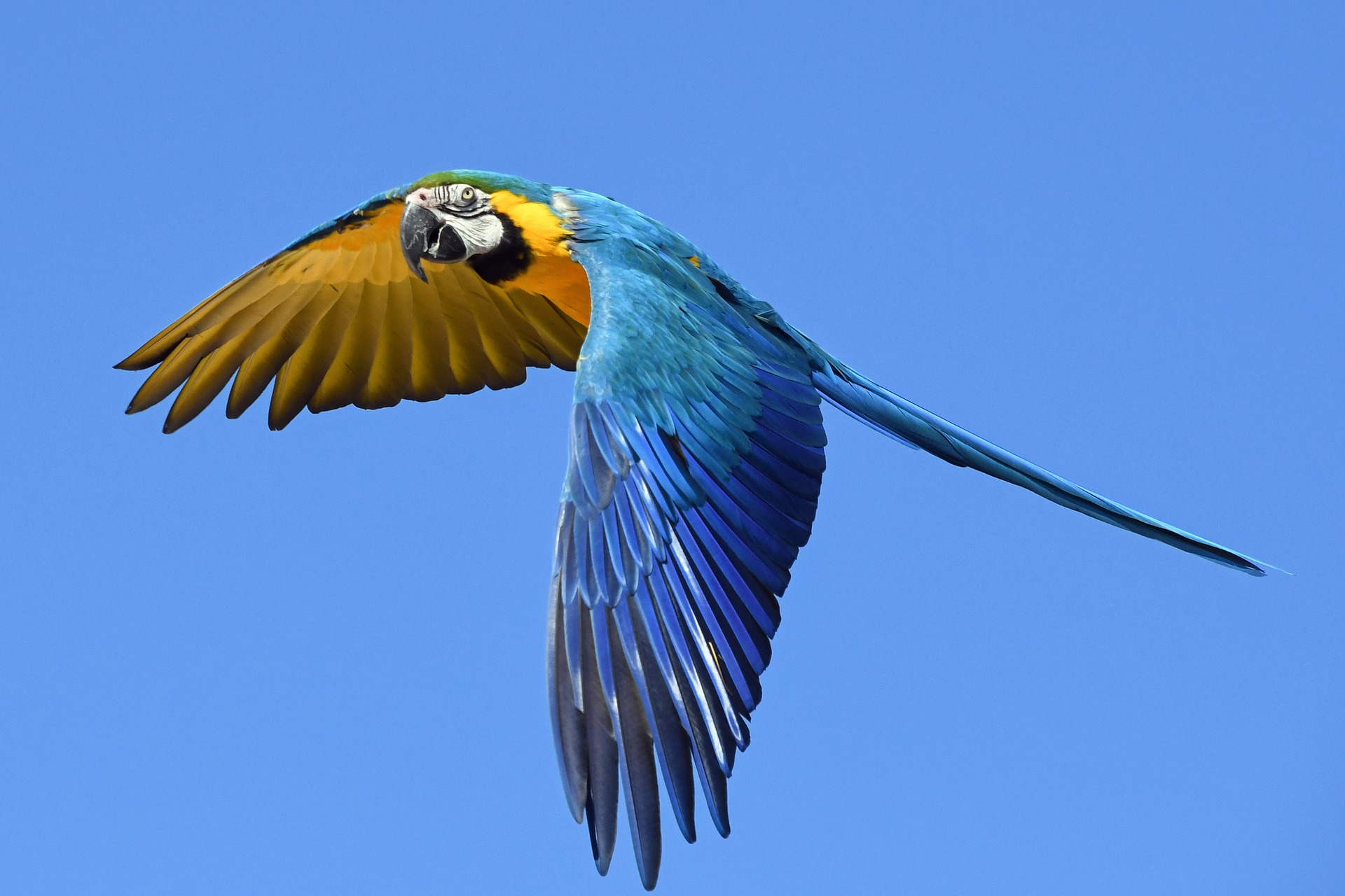 Guacamayo azulamarillo