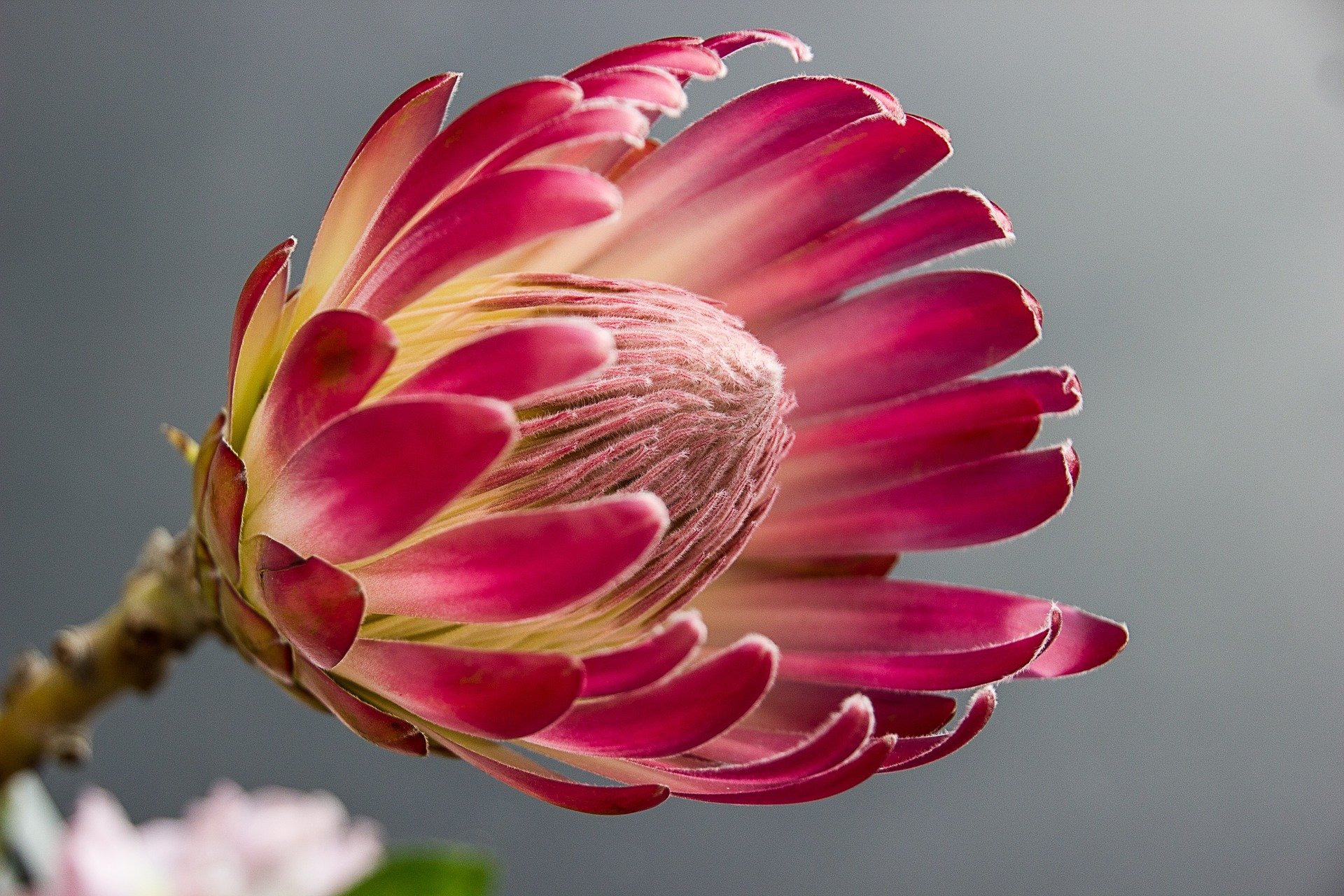 Protea