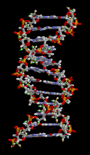 Animación de parte de una estructura de ADN de doble hélice