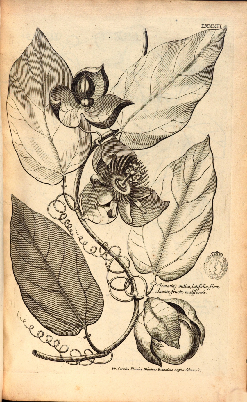 PLUMIER, Charles (O. Minim.), Description des plantes de l'amerique  avec leurs figures ... A Paris  De l'Imprimerie Royale, 1693 – MED 2052 - Lam. LXXXII