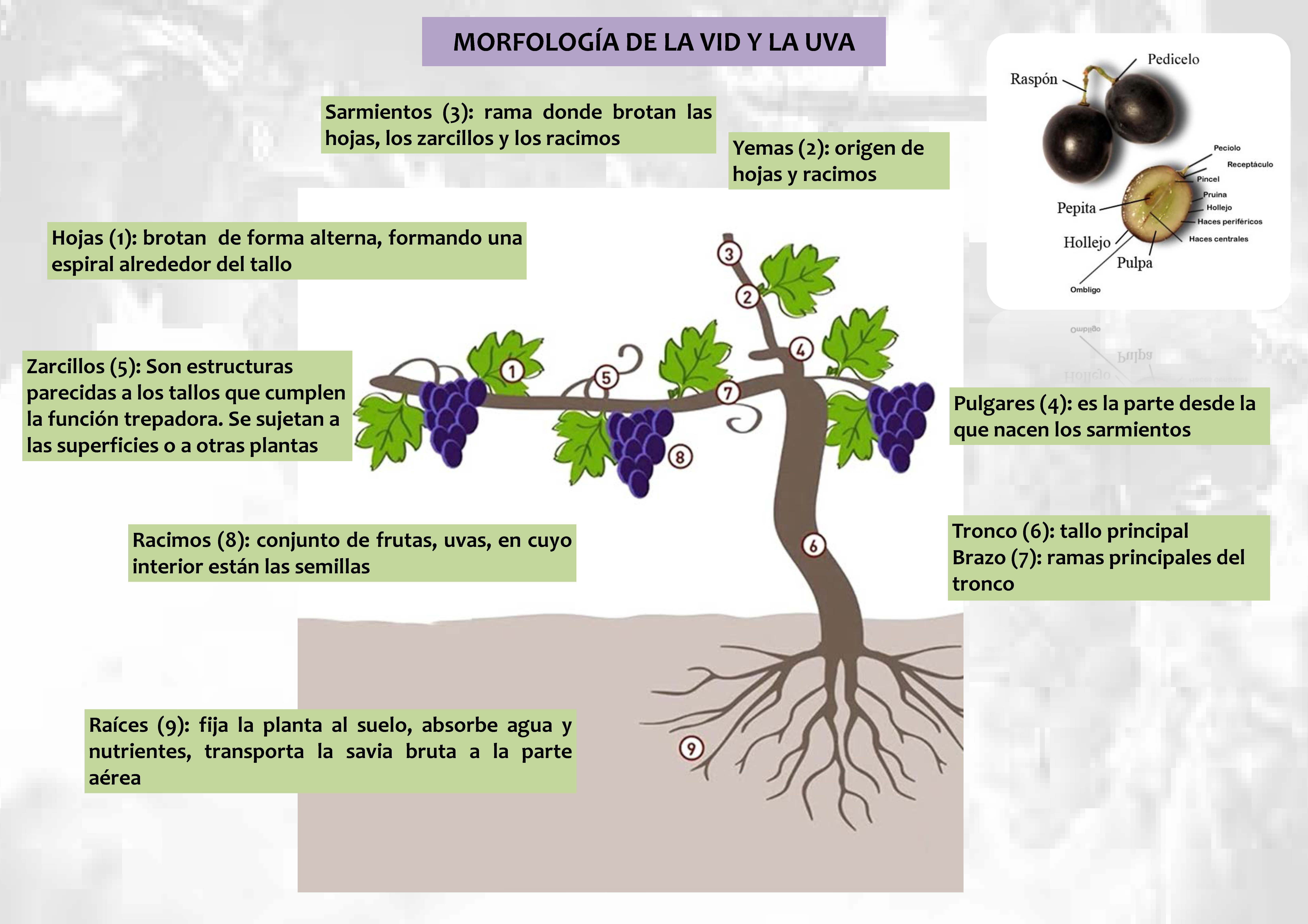 1 morfología de la vid y la uva