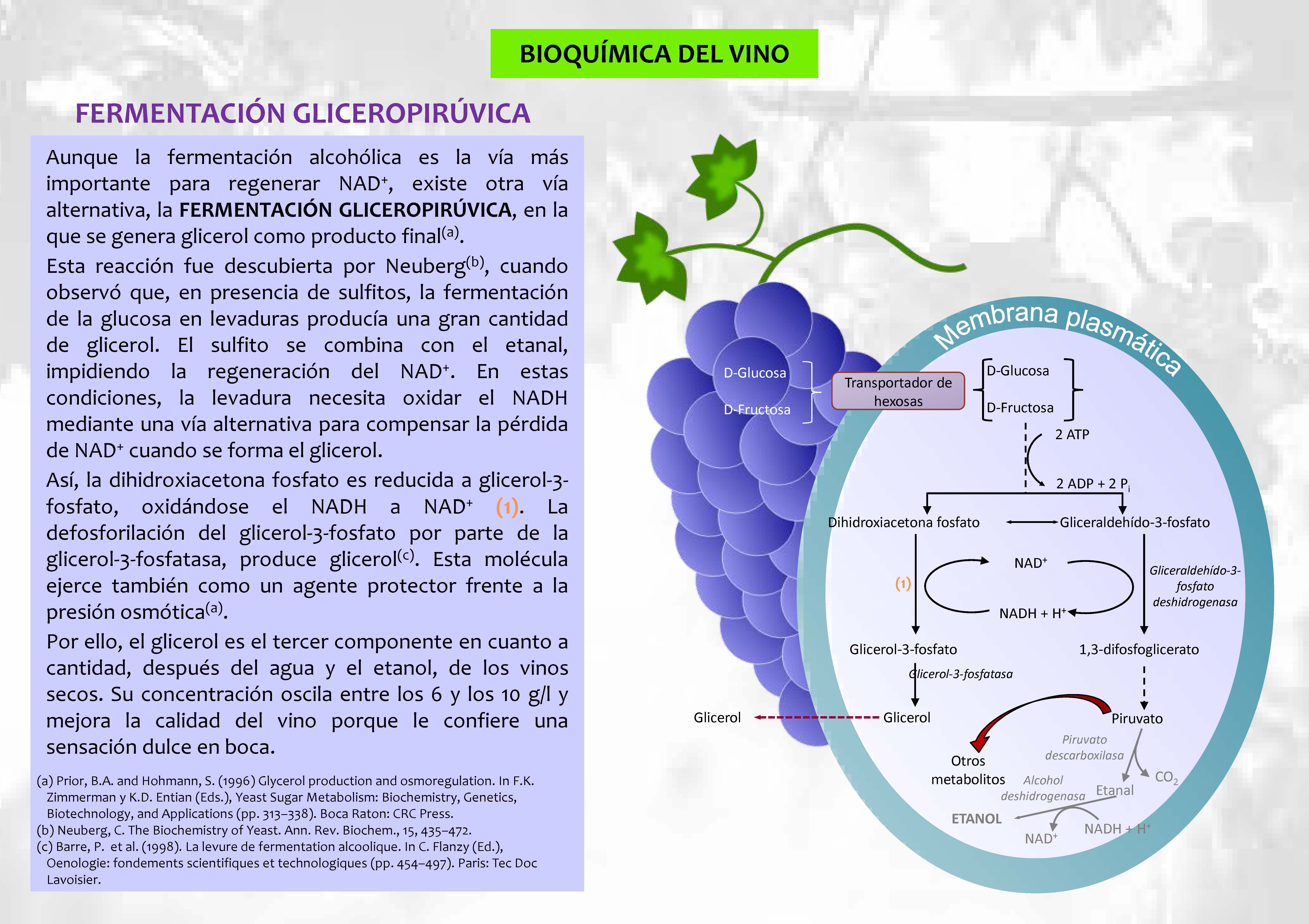 11 bioquímica del vino, fermentación gliceropirúvica