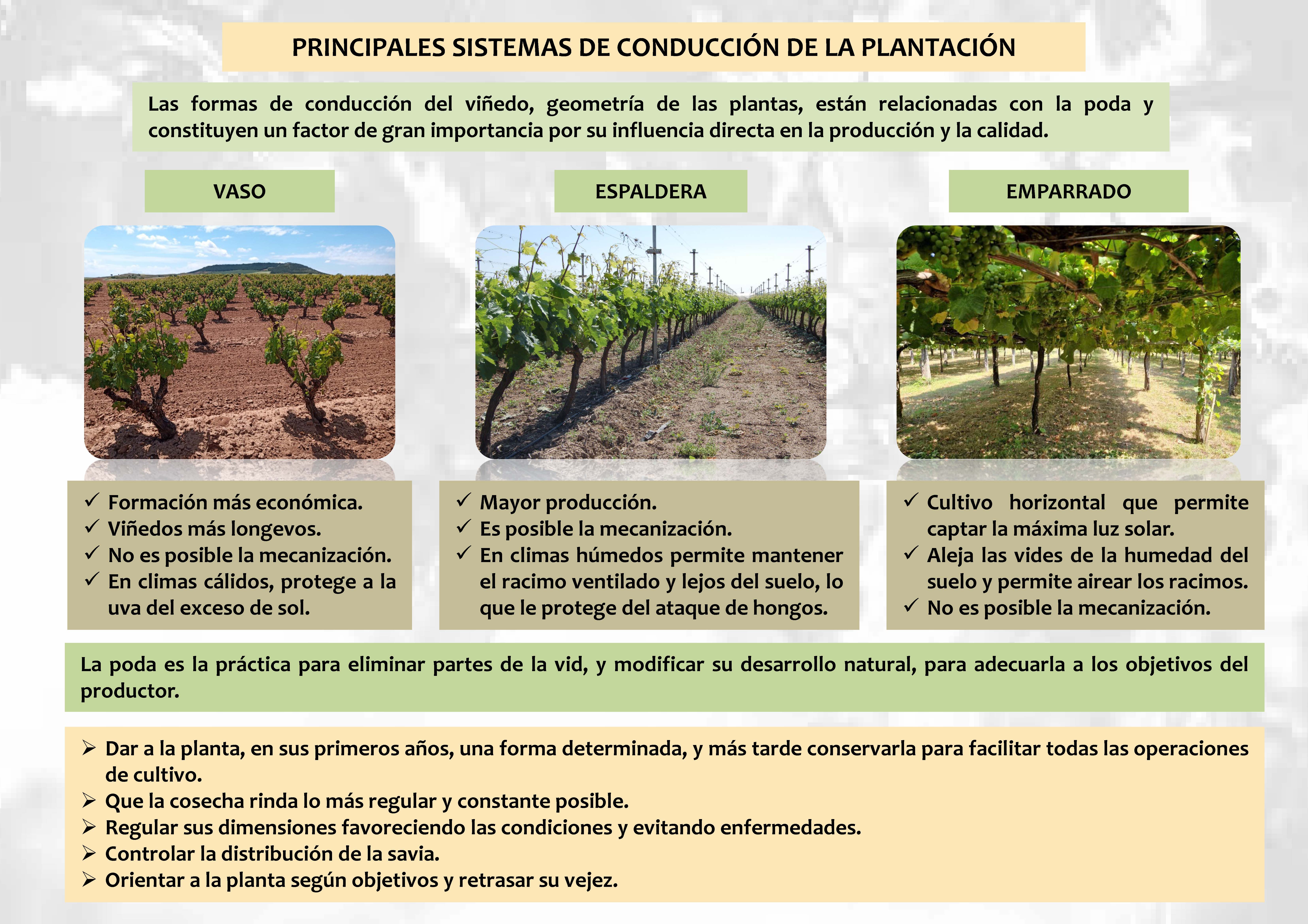 3 principales sistemas de conducción de la plantación